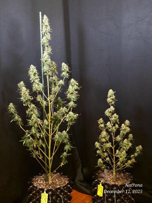 Godfather OG-MSNL. Week 10