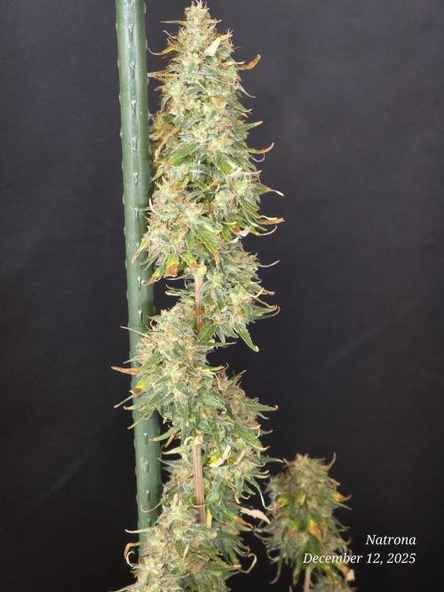 Godfather OG-MSNL. Week 10