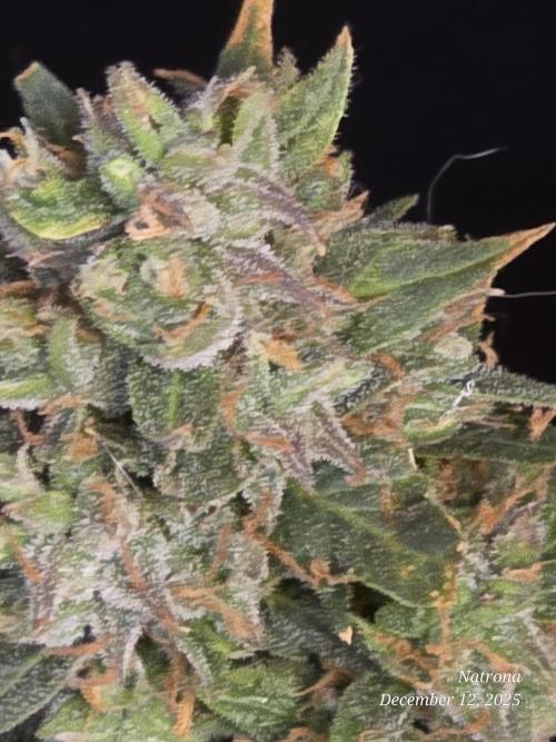 Godfather OG-MSNL. Week 10