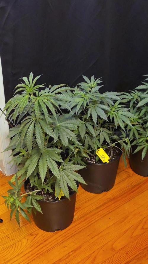 Strawberry Cadillac-Strng Seeds