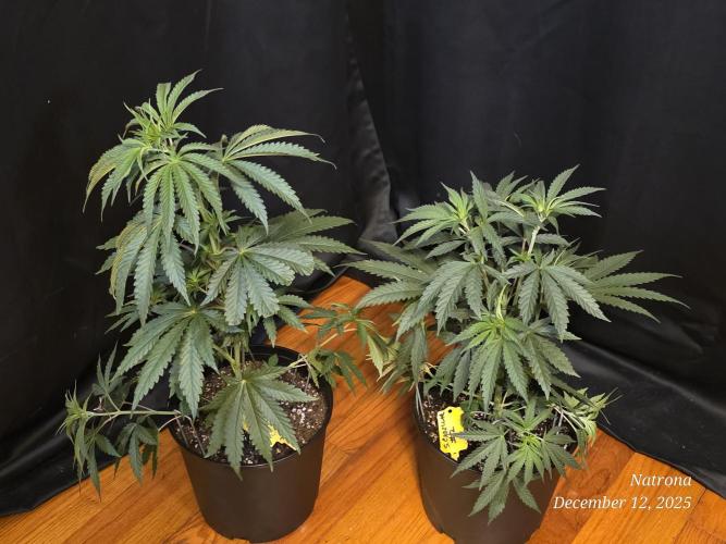 Strawberry Cadillac-Strng Seeds. Week 5