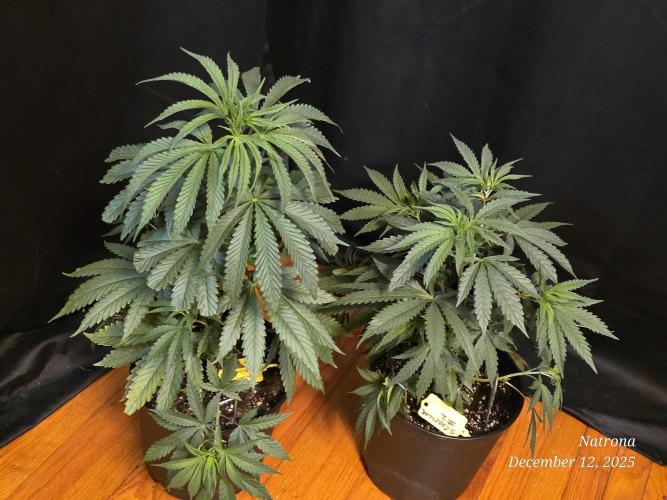 Strawberry Cadillac-Strng Seeds. Week 5