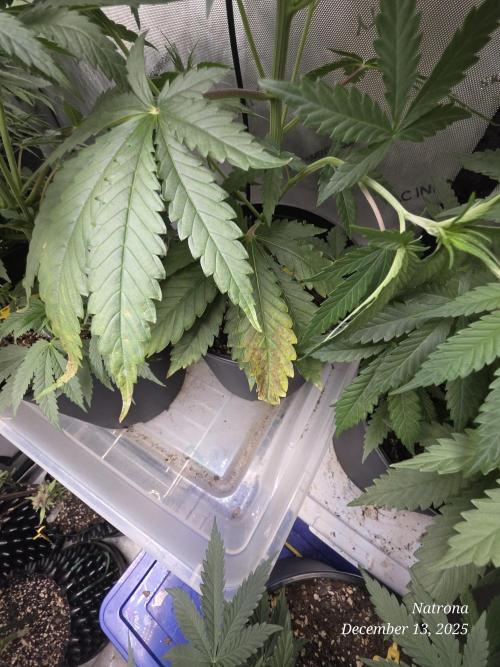 Strawberry Cadillac-Strng Seeds. Week 5