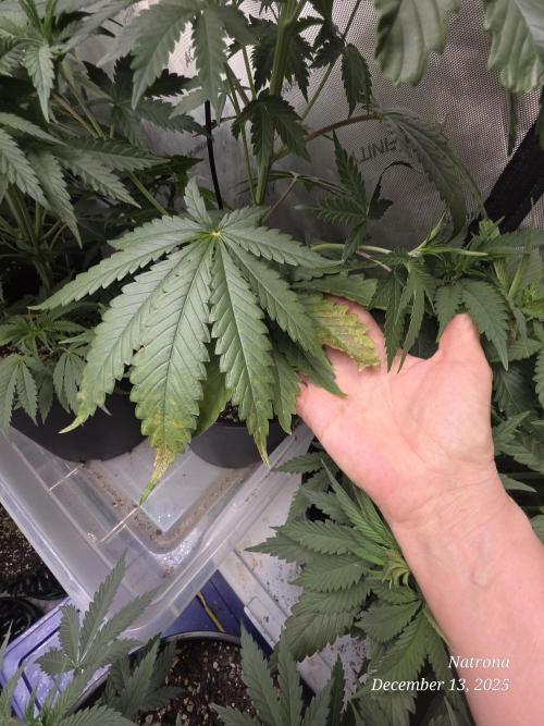 Strawberry Cadillac-Strng Seeds. Week 5