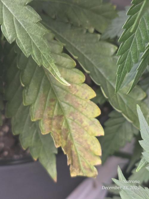 Strawberry Cadillac-Strng Seeds. Week 5