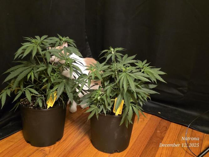 Straw-Lectric Lemonade Strng Seeds. Week 5