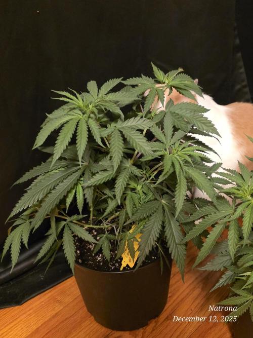 Straw-Lectric Lemonade Strng Seeds. Week 5