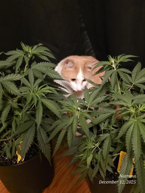 Straw-Lectric Lemonade Strng Seeds. Week 5