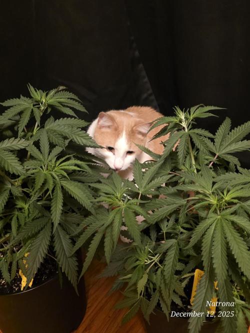 Straw-Lectric Lemonade Strng Seeds. Week 5