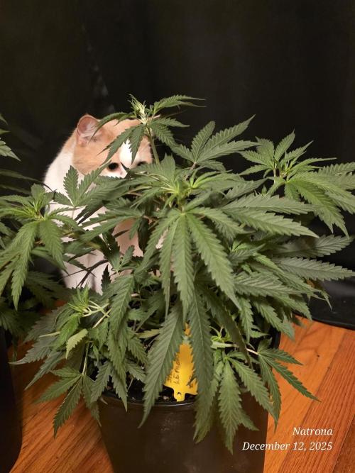 Straw-Lectric Lemonade Strng Seeds. Week 5