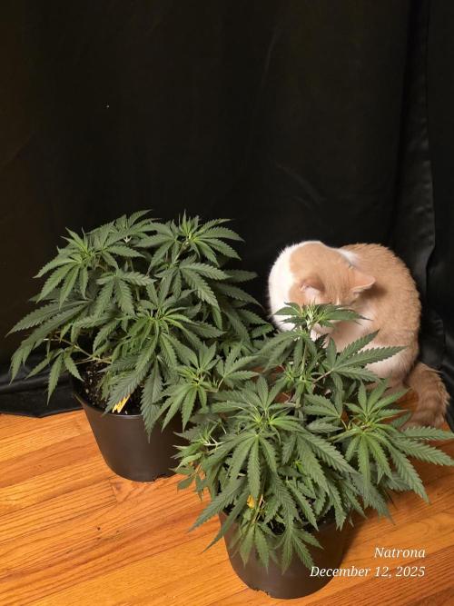 Straw-Lectric Lemonade Strng Seeds. Week 5