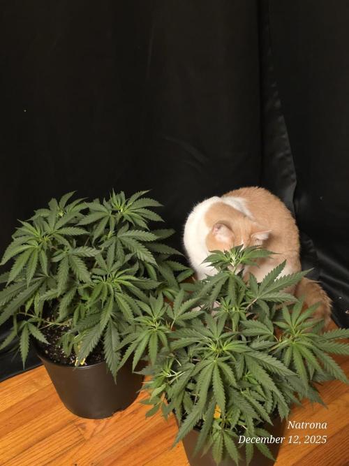 Straw-Lectric Lemonade Strng Seeds. Week 5