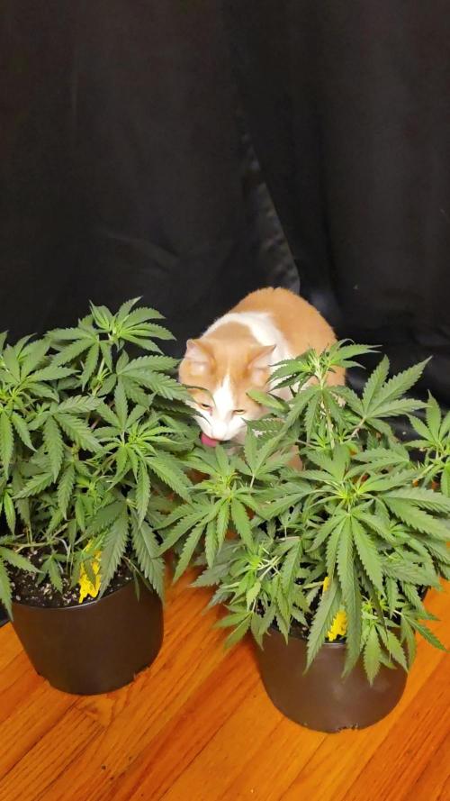 Straw-Lectric Lemonade Strng Seeds