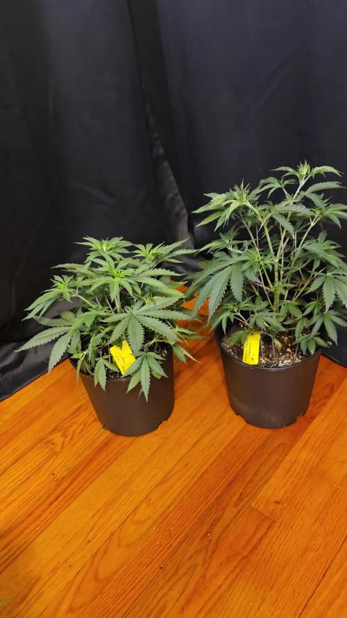 Straw-Trop Cherry Strng Seeds