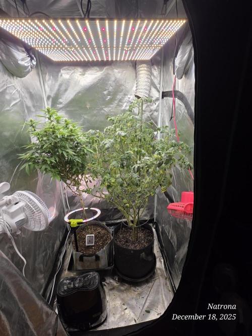 NYC Diesel (was Hey Abby). Week 13