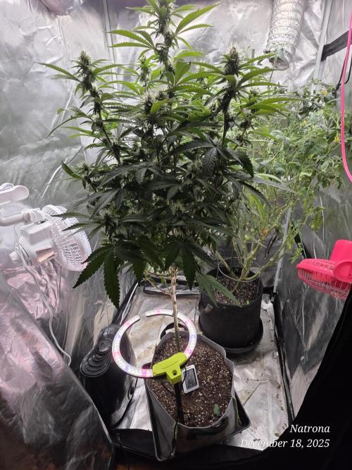 NYC Diesel (was Hey Abby). Week 13