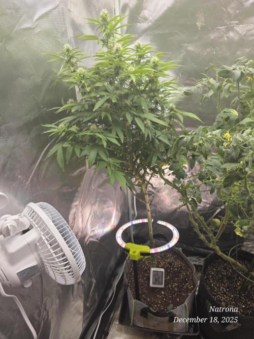 NYC Diesel (was Hey Abby). Week 13