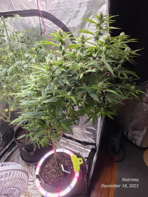 NYC Diesel (was Hey Abby). Week 13