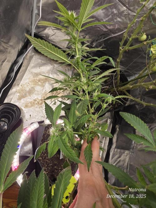 NYC Diesel (was Hey Abby). Week 13