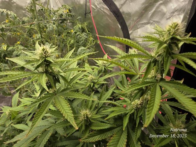 NYC Diesel (was Hey Abby). Week 13