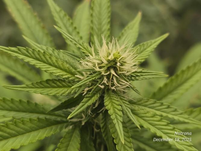 NYC Diesel (was Hey Abby). Week 13