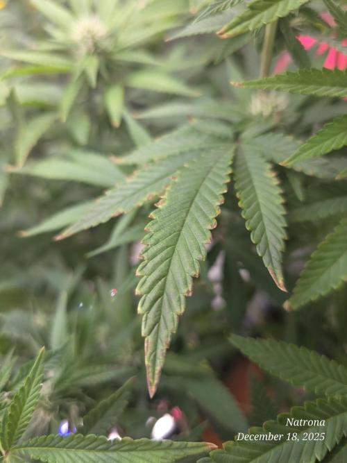 NYC Diesel (was Hey Abby). Week 13