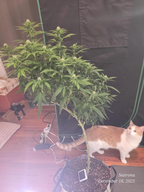 NYC Diesel (was Hey Abby). Week 13