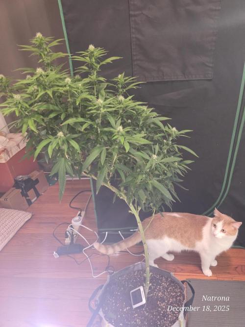 NYC Diesel (was Hey Abby). Week 13