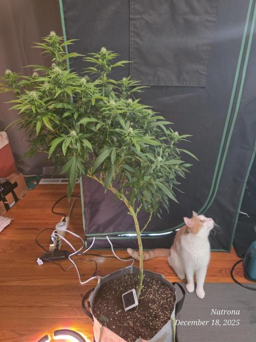 NYC Diesel (was Hey Abby). Week 13