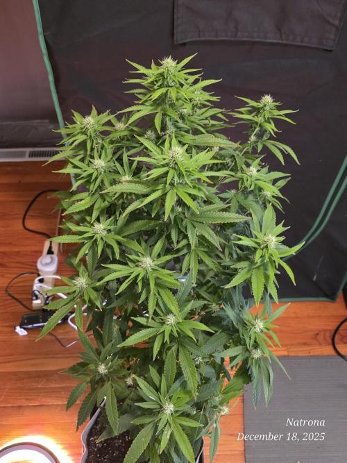 NYC Diesel (was Hey Abby). Week 13