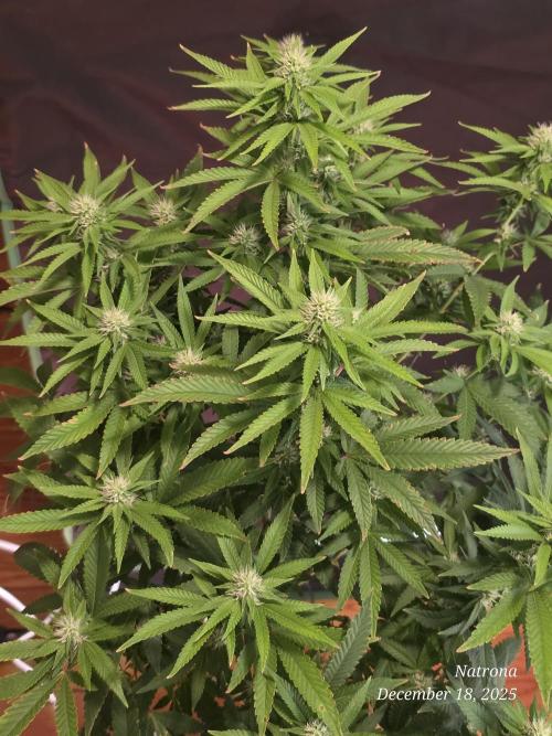 NYC Diesel (was Hey Abby). Week 13