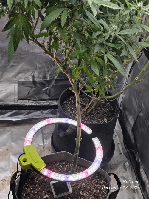 NYC Diesel (was Hey Abby). Week 13