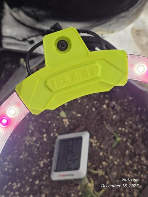 NYC Diesel (was Hey Abby). Week 13