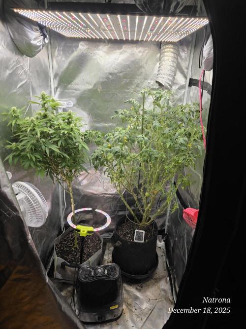 NYC Diesel (was Hey Abby). Week 13