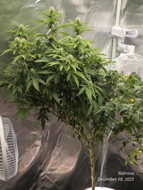 NYC Diesel (was Hey Abby). Week 13