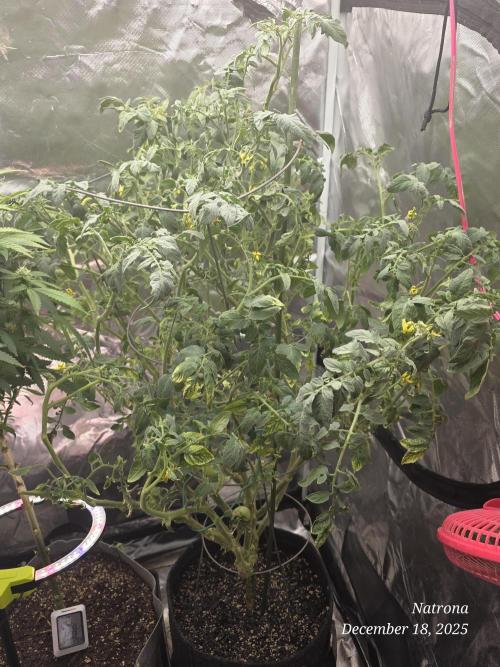 NYC Diesel (was Hey Abby). Week 13