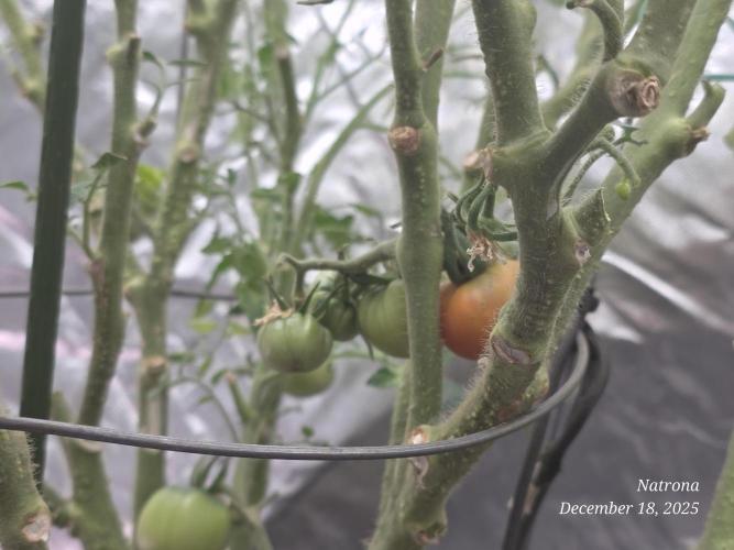 NYC Diesel (was Hey Abby). Week 13