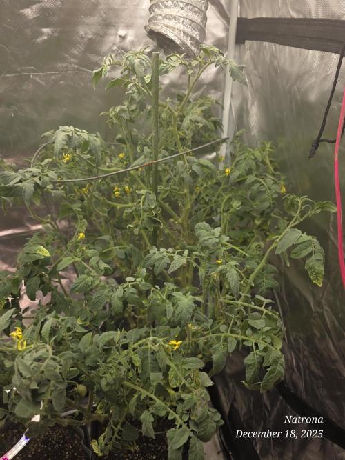 NYC Diesel (was Hey Abby). Week 13