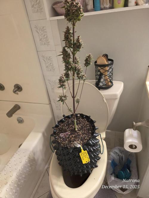 Apricot Auto-Fast Buds. Week 12