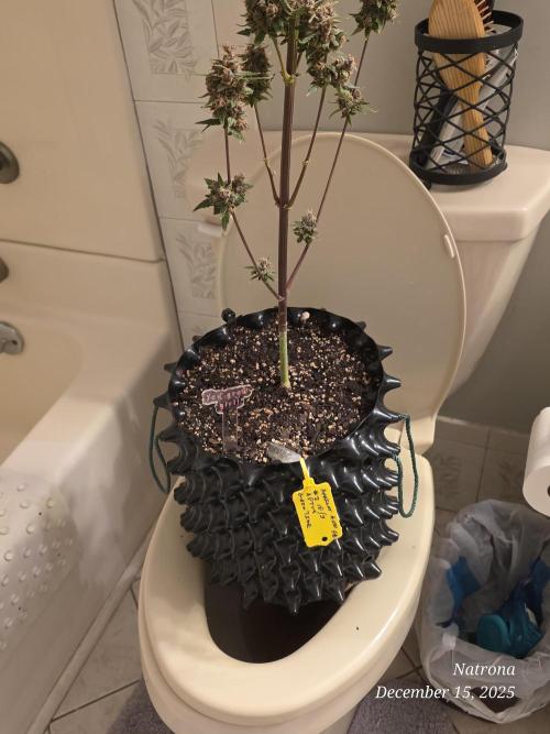 Apricot Auto-Fast Buds. Week 12