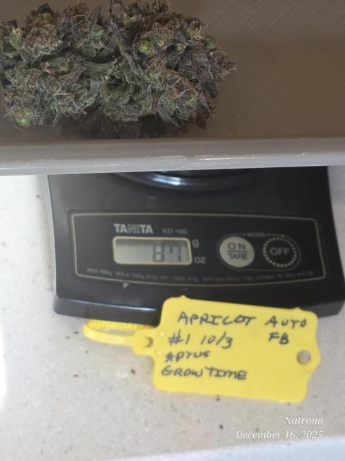 Apricot Auto-Fast Buds. Week 12