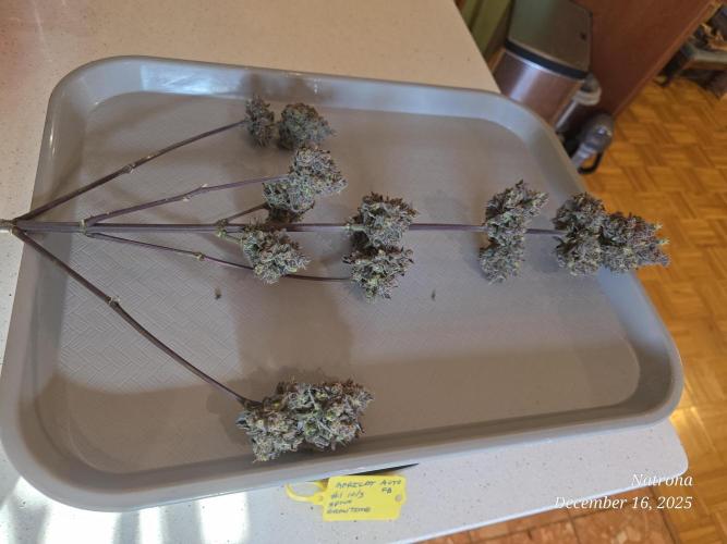 Apricot Auto-Fast Buds. Week 12