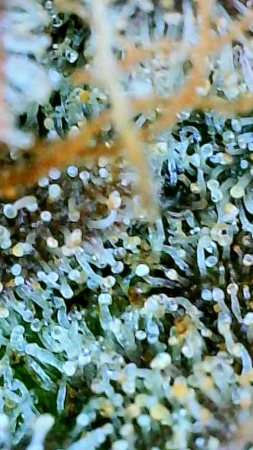 Apricot Auto-Fast Buds. Week 12