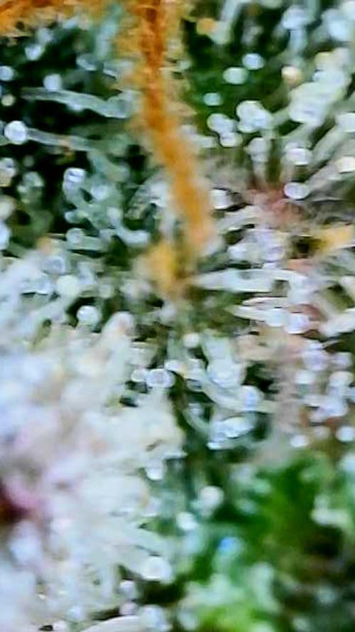 Apricot Auto-Fast Buds. Week 12