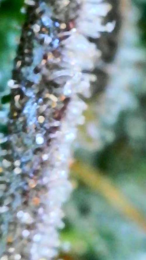 Apricot Auto-Fast Buds. Week 12