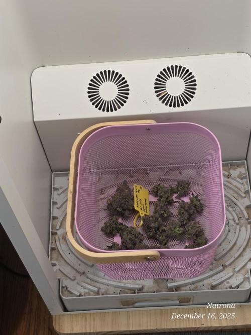 Apricot Auto-Fast Buds. Week 12