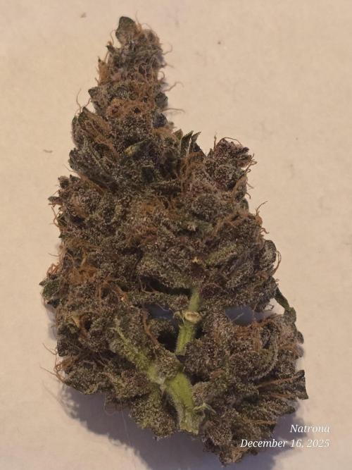 Apricot Auto-Fast Buds. Week 12