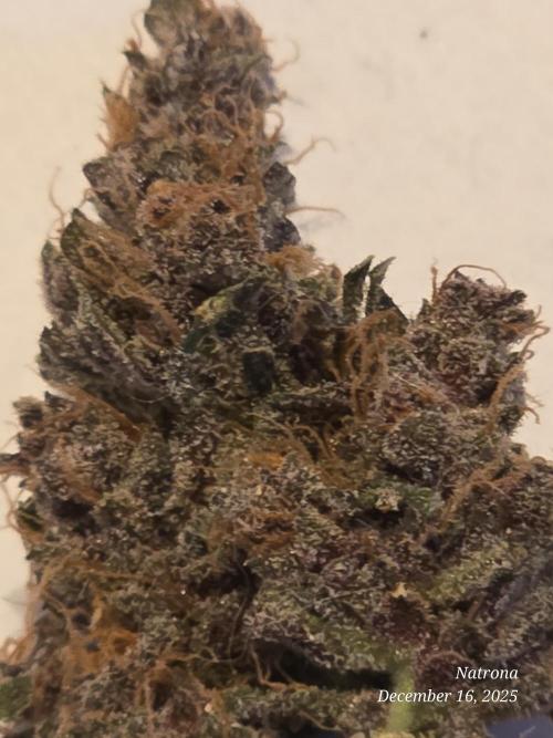 Apricot Auto-Fast Buds. Week 12