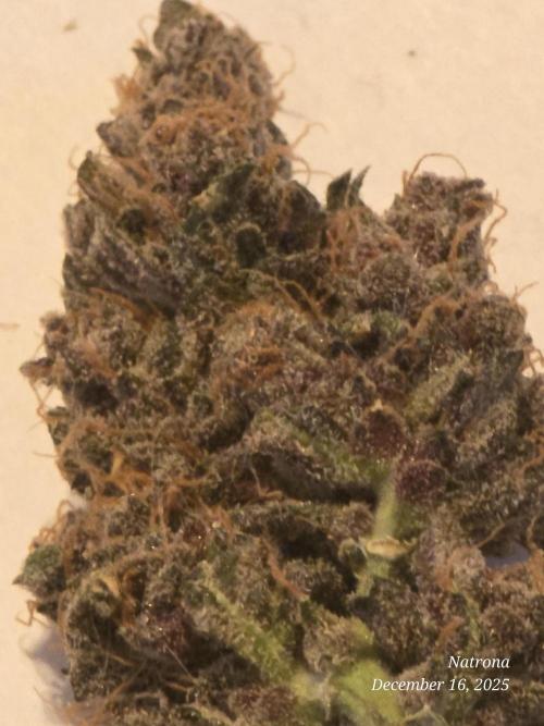 Apricot Auto-Fast Buds. Week 12