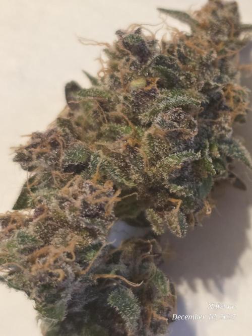 Apricot Auto-Fast Buds. Week 12